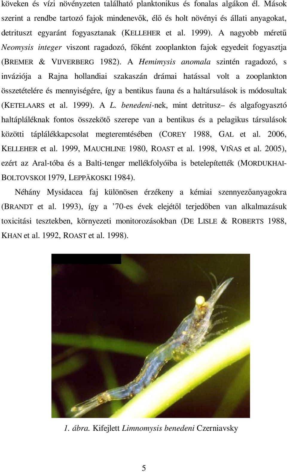 A nagyobb mérető Neomysis integer viszont ragadozó, fıként zooplankton fajok egyedeit fogyasztja (BREMER & VIJVERBERG 1982).