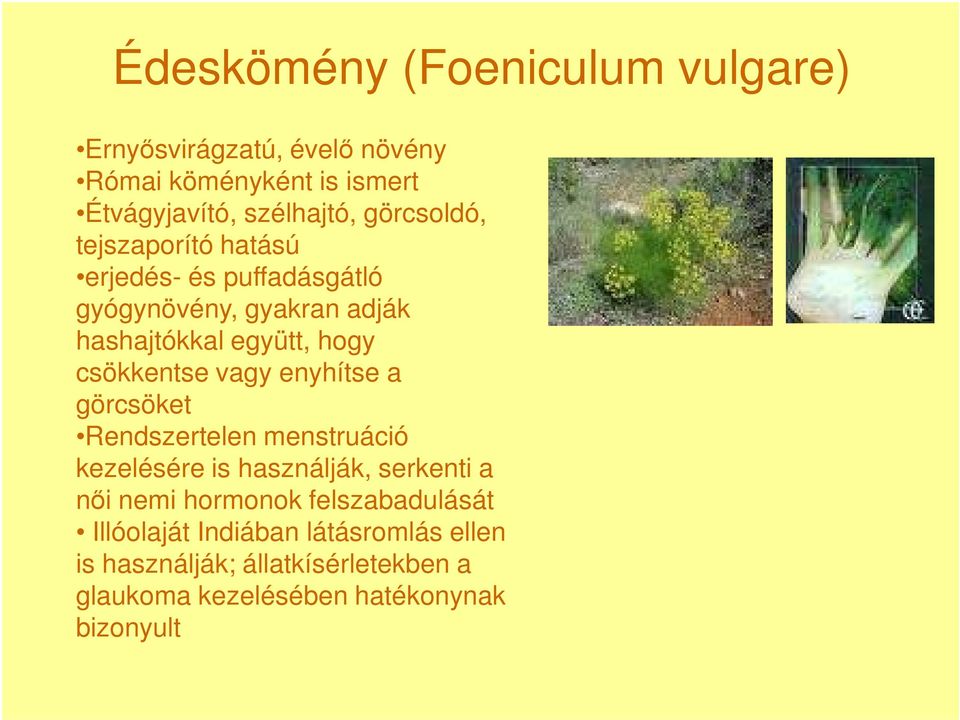 csökkentse vagy enyhítse a görcsöket Rendszertelen menstruáció kezelésére is használják, serkenti a nıi nemi hormonok