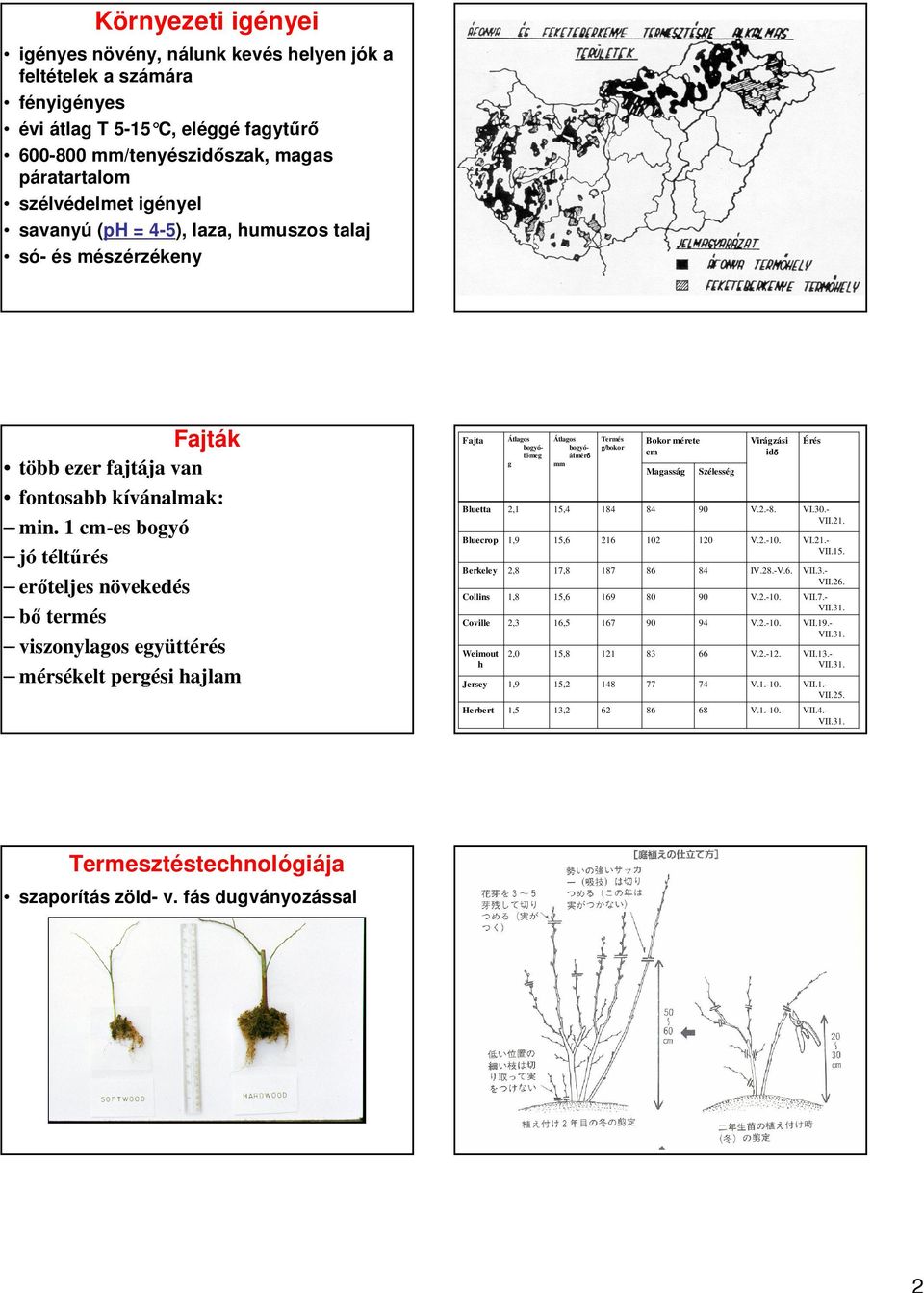 1 cm-es bogyó jó téltűrés erőteljes növekedés bő termés viszonylagos együttérés mérsékelt pergési hajlam Fajta Bluetta Bluecrop Berkeley Collins Coville Weimout h Jersey Herbert Átlagos bogyóátmérő