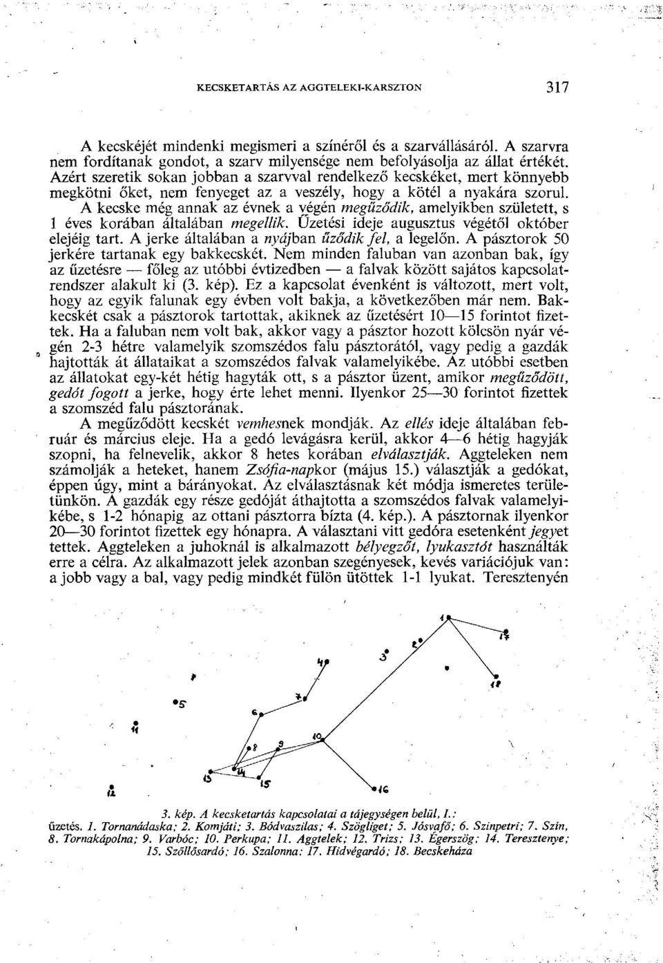 A kecske még annak az évnek a végén megűződik, amelyikben született, s 1 éves korában általában megellik. Űzetési ideje augusztus végétől október elejéig tart.