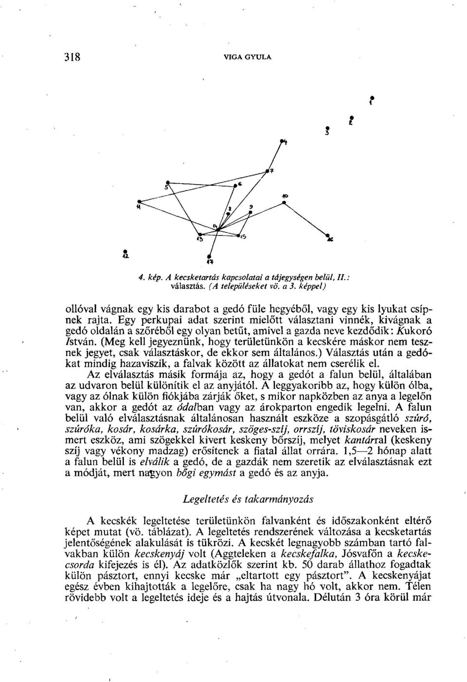 Egy perkupái adat szerint mielőtt választani vinnék, kivágnak a gedó oldalán a szőréből egy olyan betűt, amivel a gazda neve kezdődik: ÁÁikoró /stván.