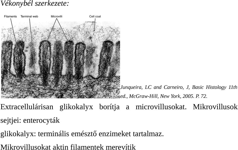 Extracellulárisan glikokalyx borítja a microvillusokat.