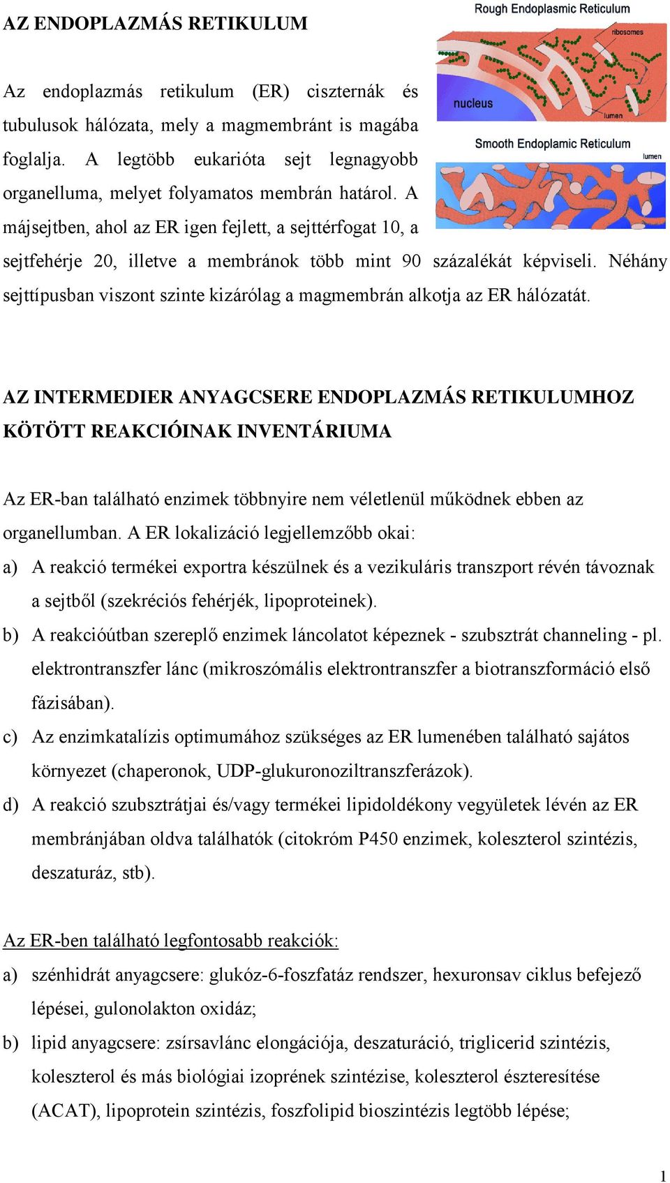 A májsejtben, ahol az ER igen fejlett, a sejttérfogat 10, a sejtfehérje 20, illetve a membránok több mint 90 százalékát képviseli.