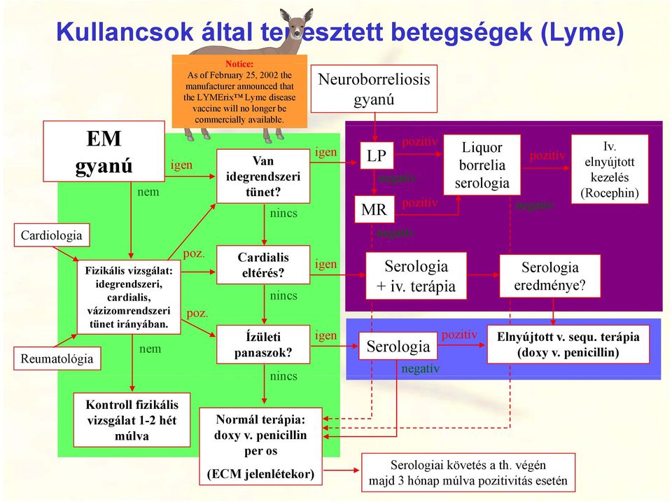 nincs Ízületi panaszok? nincs Neuroborreliosis gyanú igen igen igen LP MR negatív negatív pozitív pozitív Serologia + iv.