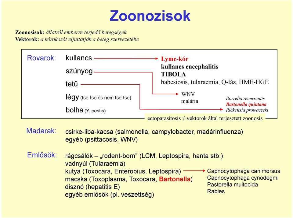 terjesztett zoonosis Madarak: Emlősök: csirke-liba-kacsa (salmonella, campylobacter, madárinfluenza) egyéb (psittacosis, WNV) rágcsálók rodent-born (LCM, Leptospira, hanta stb.
