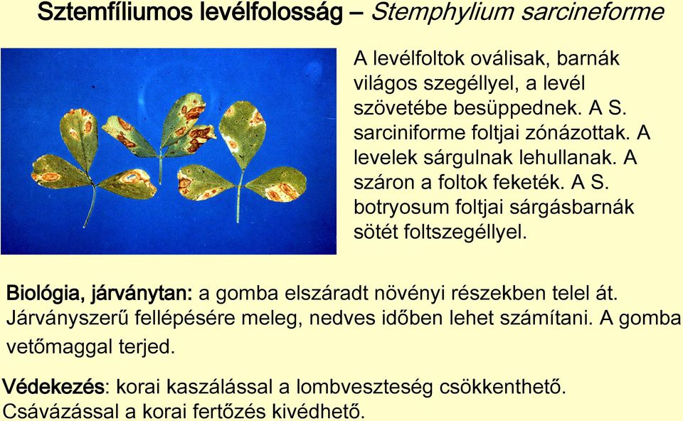 botryosum foltjai sárgásbarnák sötét foltszegéllyel. Biológia, járványtan: a gomba elszáradt növényi részekben telel át.