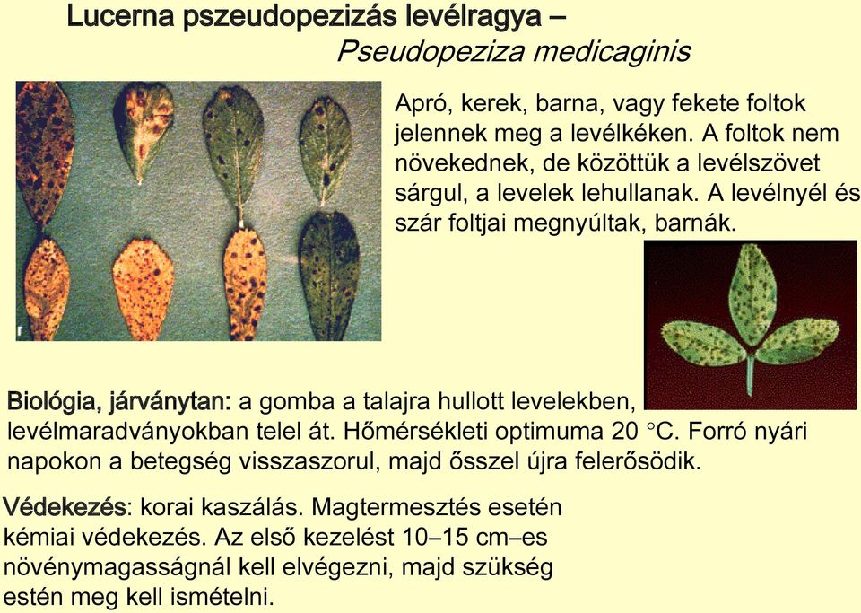 Biológia, járványtan: a gomba a talajra hullott levelekben, levélmaradványokban telel át. Hőmérsékleti optimuma 20 C.