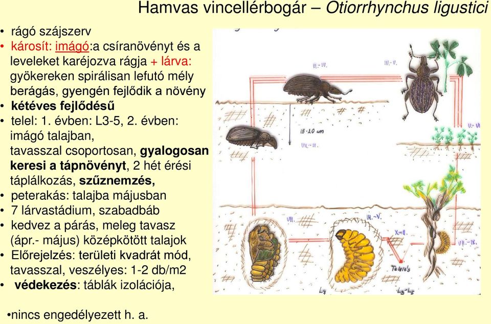 évben: imágó talajban, tavasszal csoportosan, gyalogosan keresi a tápnövényt, 2 hét érési táplálkozás, szűznemzés, peterakás: talajba májusban 7