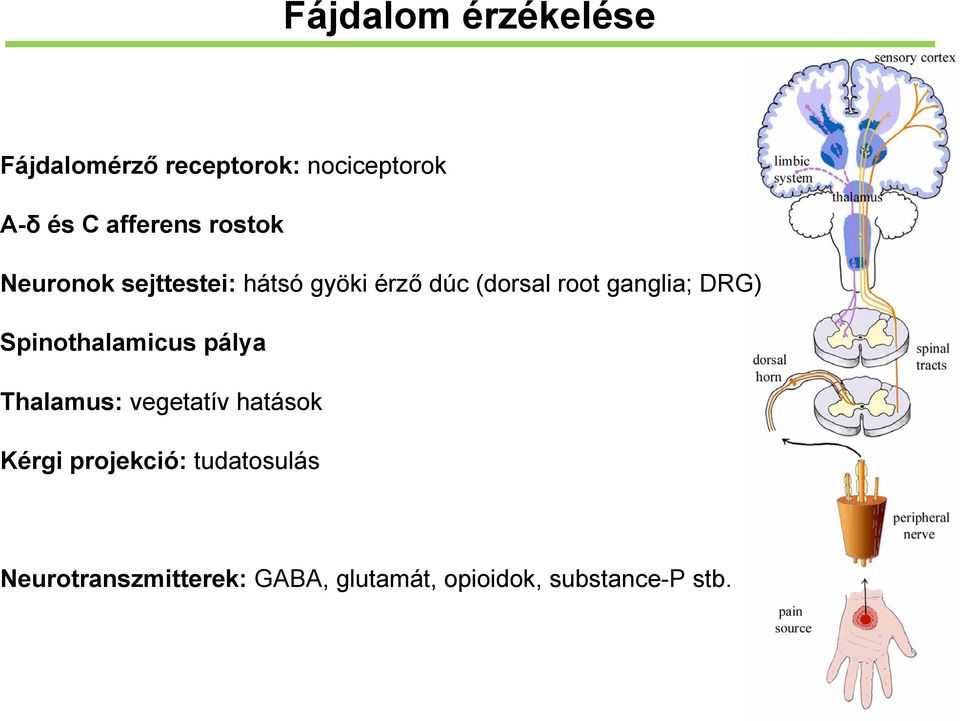 ganglia; DRG) Spinothalamicus pálya Thalamus: vegetatív hatások Kérgi