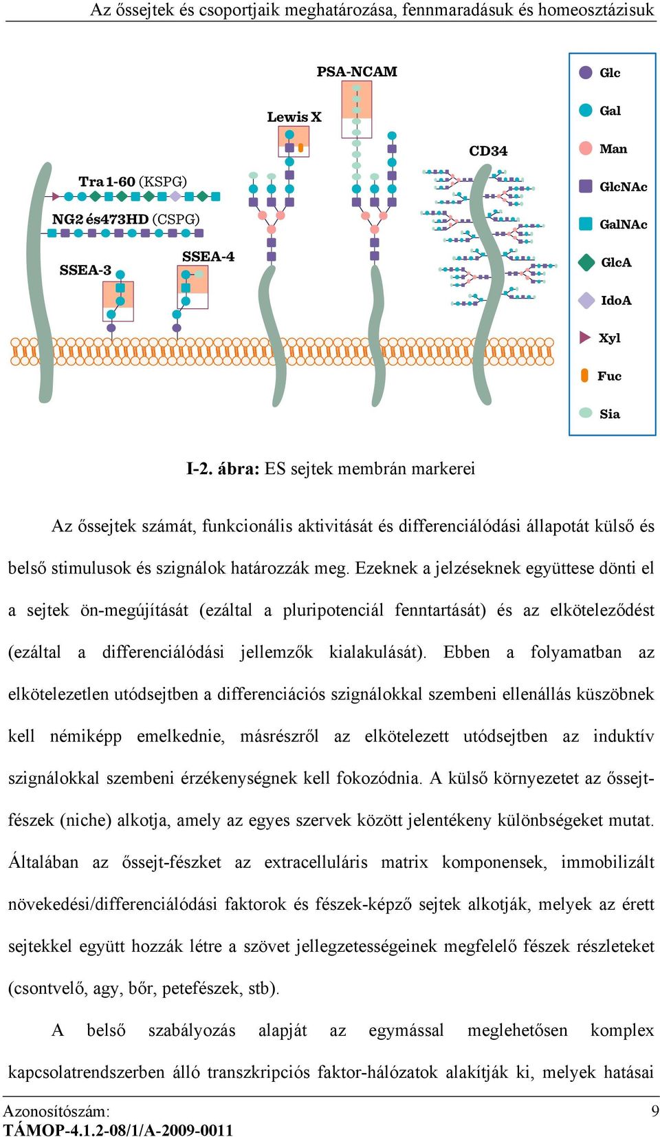 Ezeknek a jelzéseknek együttese dönti el a sejtek ön-megújítását (ezáltal a pluripotenciál fenntartását) és az elköteleződést (ezáltal a differenciálódási jellemzők kialakulását).