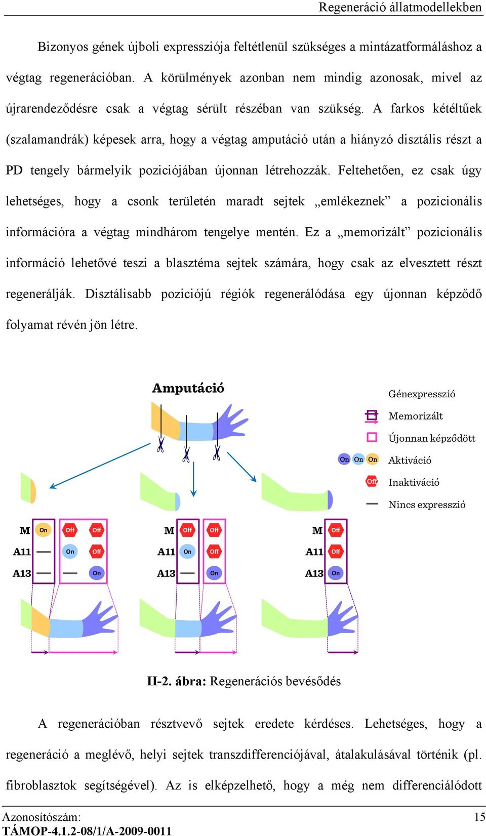 A farkos kétéltűek (szalamandrák) képesek arra, hogy a végtag amputáció után a hiányzó disztális részt a PD tengely bármelyik poziciójában újonnan létrehozzák.