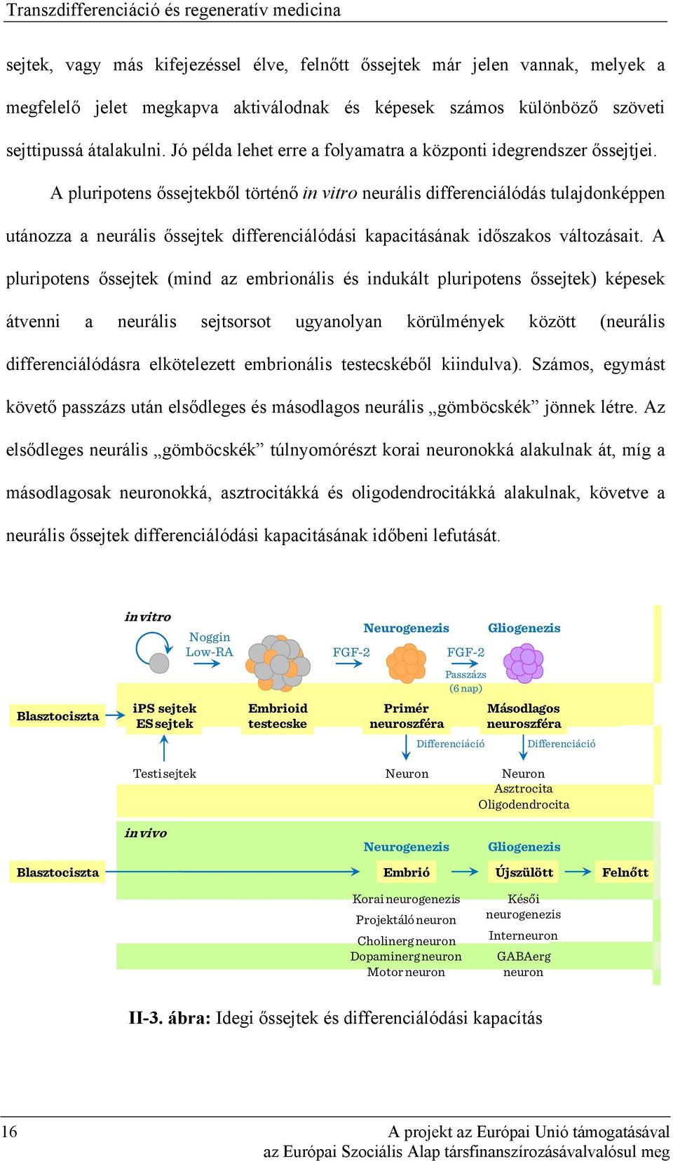 A pluripotens őssejtekből történő in vitro neurális differenciálódás tulajdonképpen utánozza a neurális őssejtek differenciálódási kapacitásának időszakos változásait.