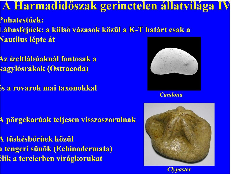 (Ostracoda) s a rovarok mai taxonokkal Candona pörgekarúak teljesen visszaszorulnak