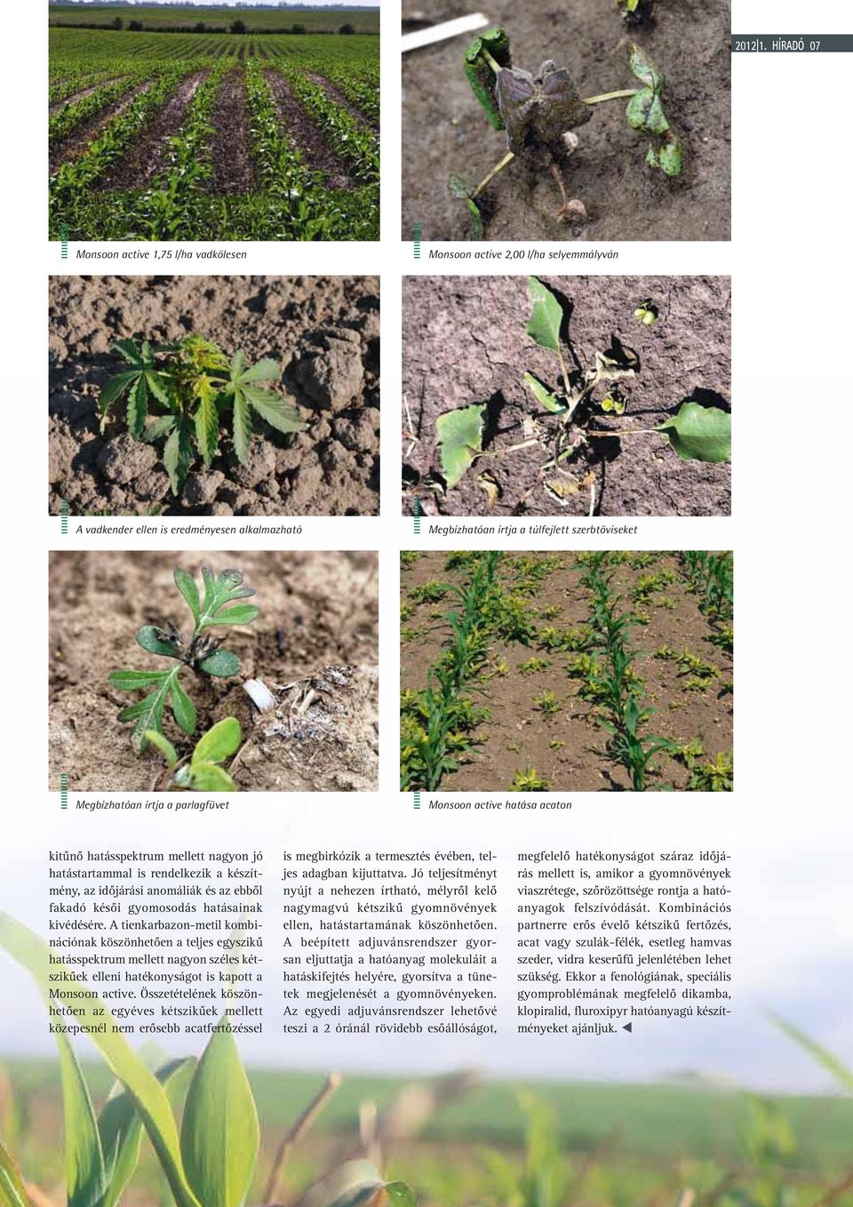 parlagfüvet Monsoon active hatása acaton kitűnő hatásspektrum mellett nagyon jó hatástartammal is rendelkezik a készítmény, az időjárási anomáliák és az ebből fakadó késői gyomosodás hatásainak