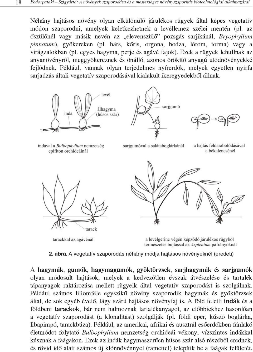 hárs, kőris, orgona, bodza, lórom, torma) vagy a virágzatokban (pl. egyes hagyma, perje és agávé fajok).