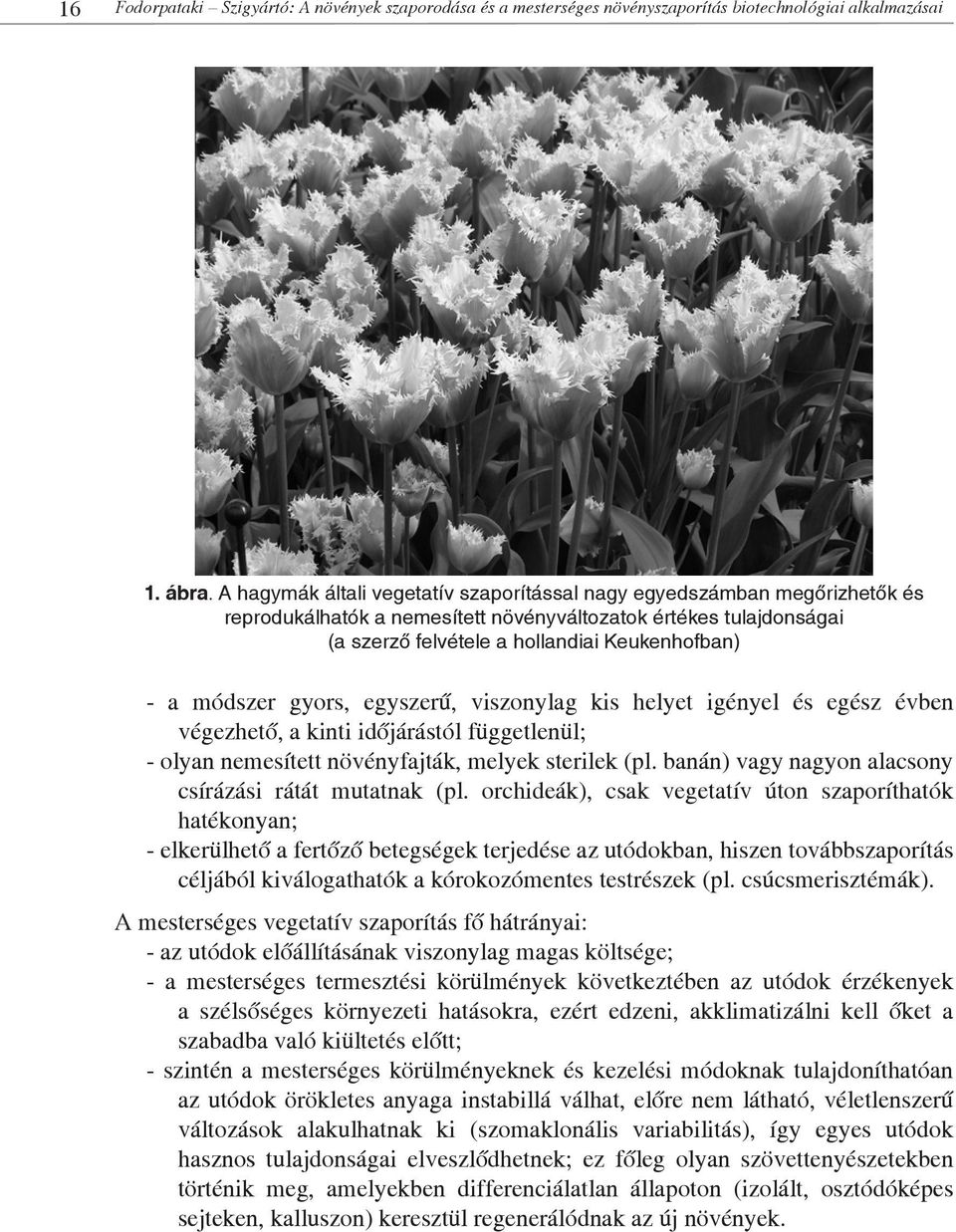 módszer gyors, egyszerű, viszonylag kis helyet igényel és egész évben végezhető, a kinti időjárástól függetlenül; - olyan nemesített növényfajták, melyek sterilek (pl.