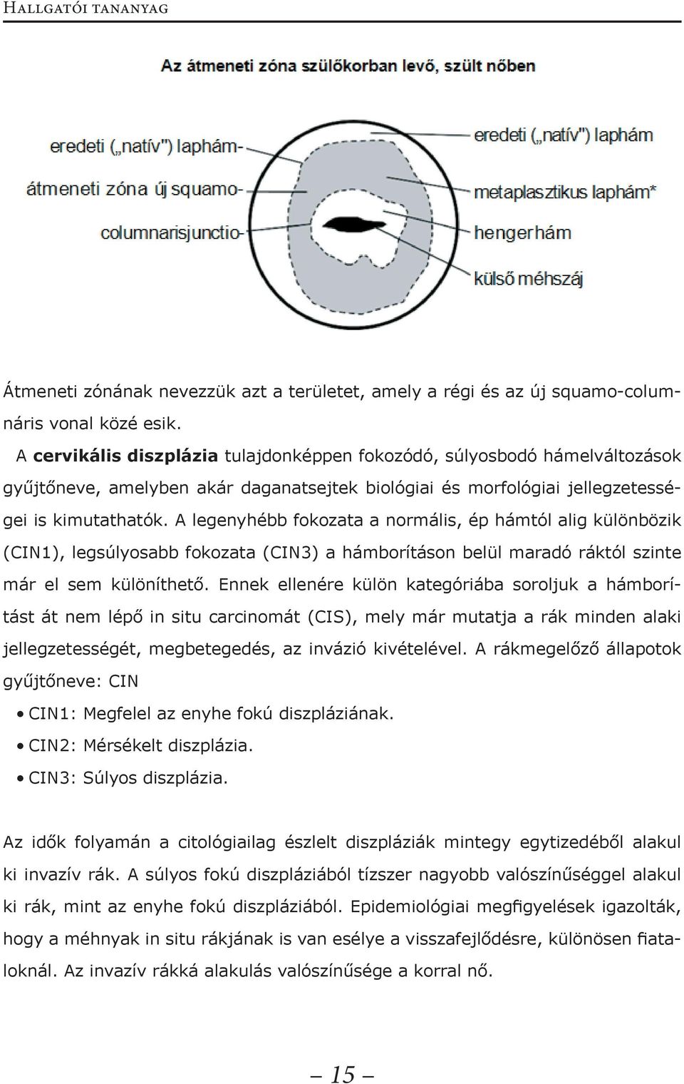 A legenyhébb fokozata a normális, ép hámtól alig különbözik (CIN1), legsúlyosabb fokozata (CIN3) a hámborításon belül maradó ráktól szinte már el sem különíthető.