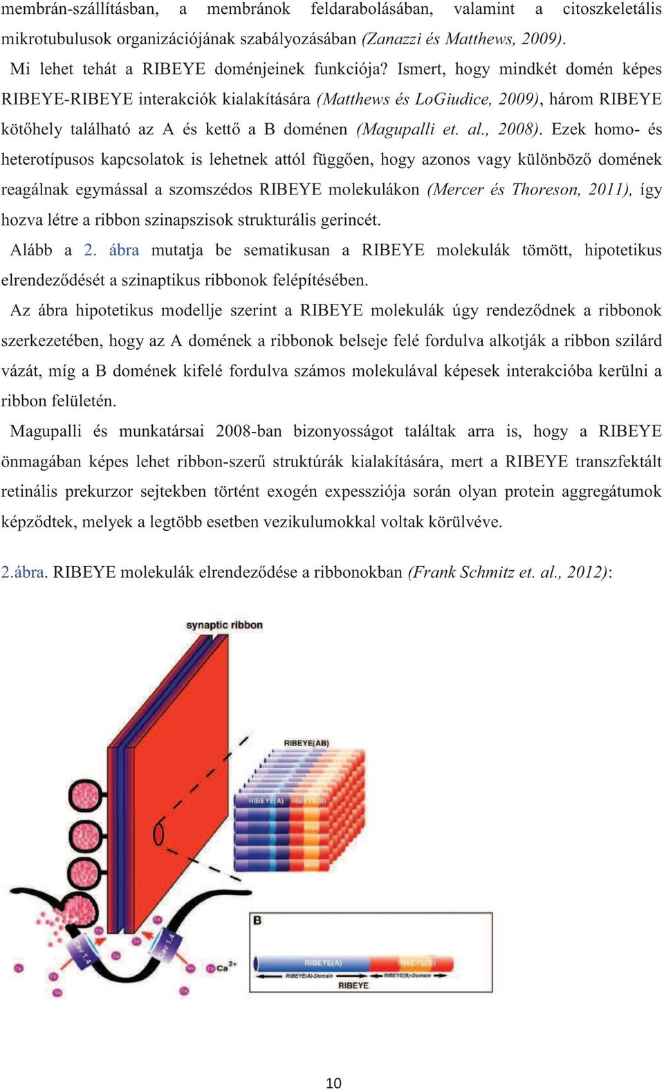 Ismert, hogy mindkét domén képes RIBEYE-RIBEYE interakciók kialakítására (Matthews és LoGiudice, 2009), három RIBEYE kötőhely található az A és kettő a B doménen (Magupalli et. al., 2008).