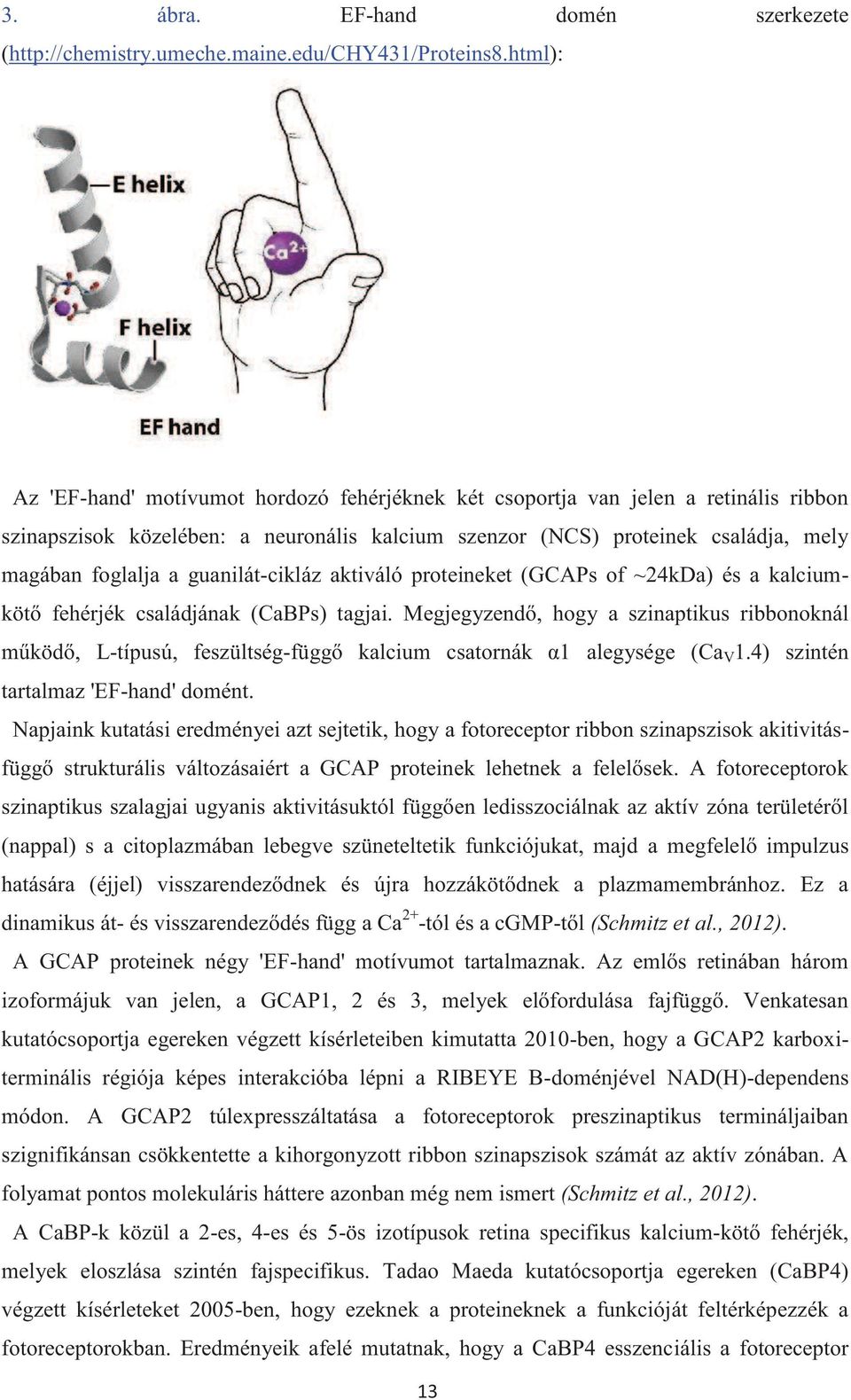 guanilát-cikláz aktiváló proteineket (GCAPs of ~24kDa) és a kalciumkötő fehérjék családjának (CaBPs) tagjai.