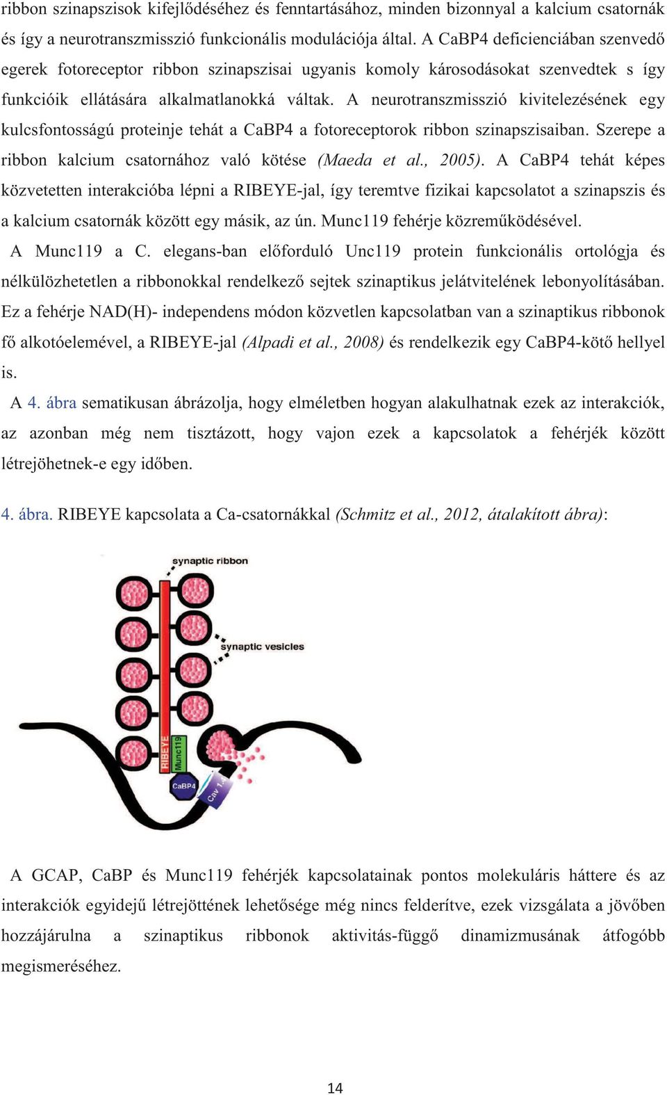A neurotranszmisszió kivitelezésének egy kulcsfontosságú proteinje tehát a CaBP4 a fotoreceptorok ribbon szinapszisaiban. Szerepe a ribbon kalcium csatornához való kötése (Maeda et al., 2005).