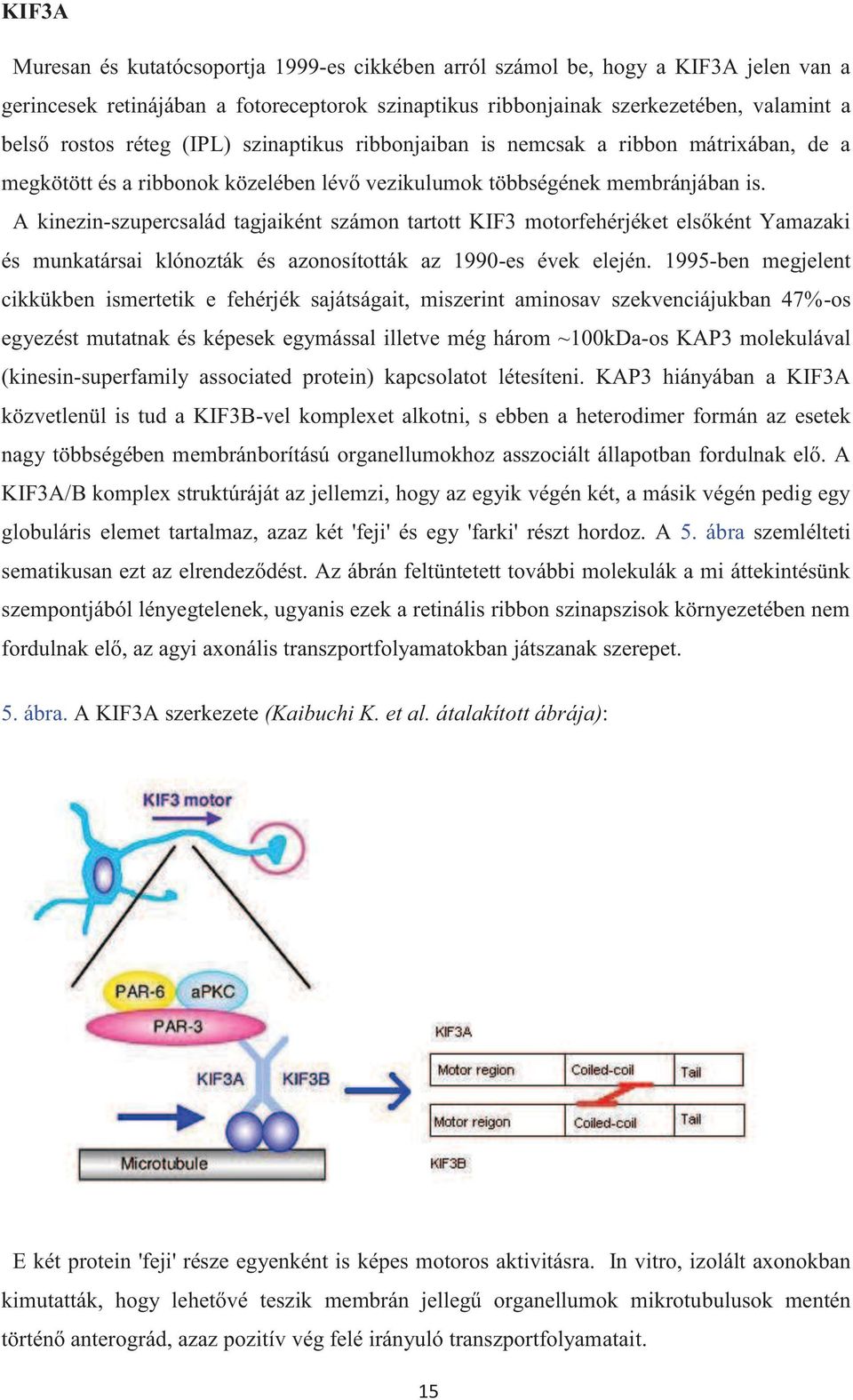 A kinezin-szupercsalád tagjaiként számon tartott KIF3 motorfehérjéket elsőként Yamazaki és munkatársai klónozták és azonosították az 1990-es évek elején.