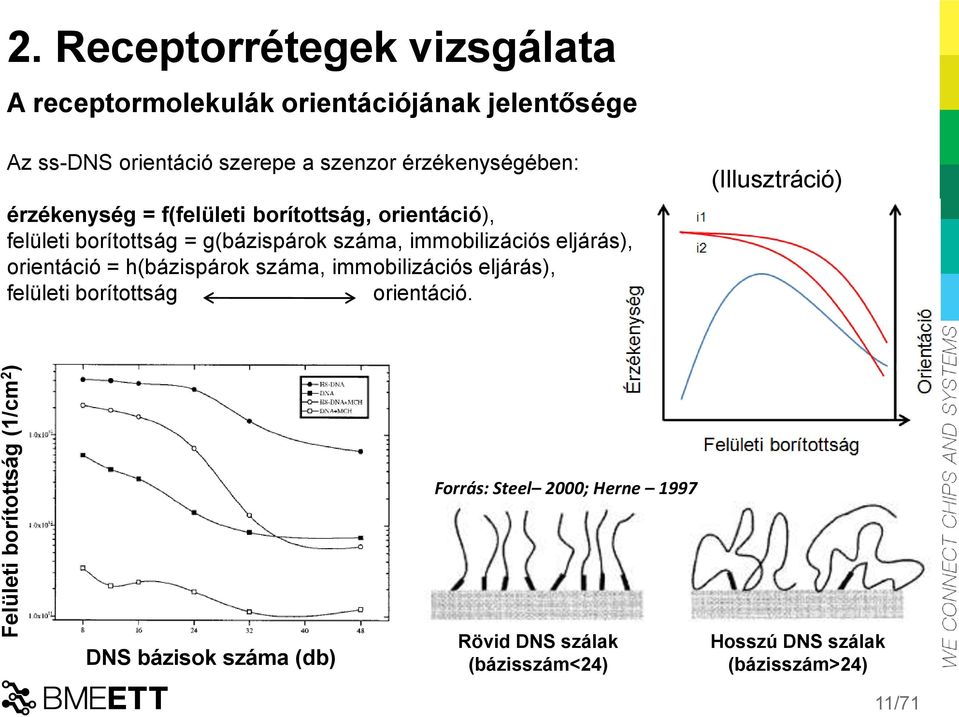 érzékenységében: érzékenység = f(felületi borítottság, orientáció), felületi borítottság = g(bázispárok száma, immobilizációs