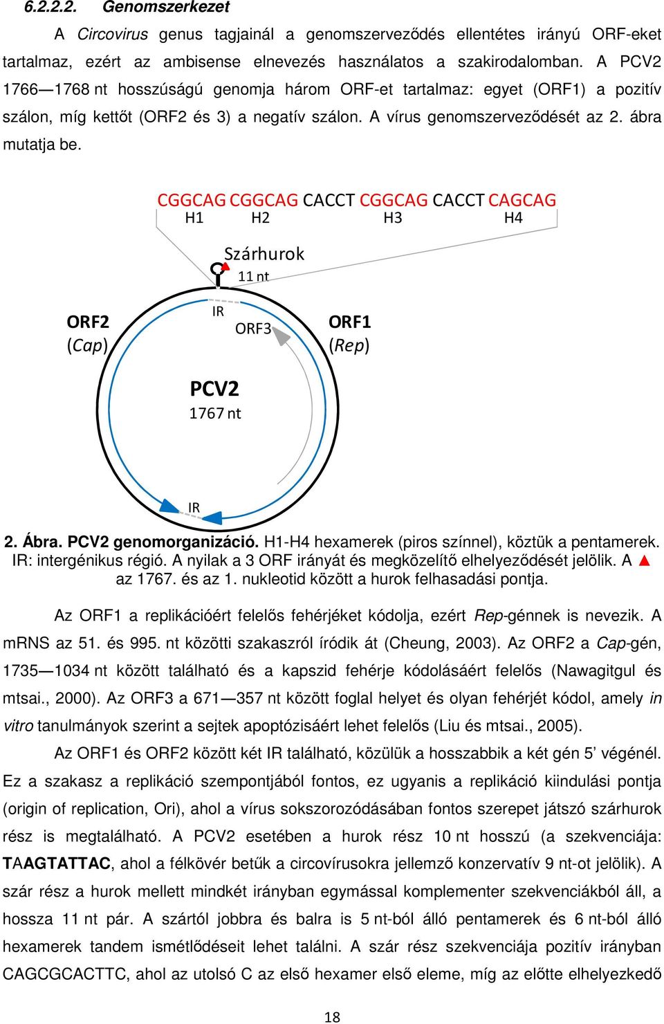 CGGCAG CGGCAG CACCT CGGCAG CACCT CAGCAG H1 H2 H3 H4 Szárhurok 11 nt ORF2 (Cap) IR ORF3 ORF1 (Rep) PCV2 1767 nt IR 2. Ábra. PCV2 genomorganizáció. H1-H4 hexamerek (piros színnel), köztük a pentamerek.