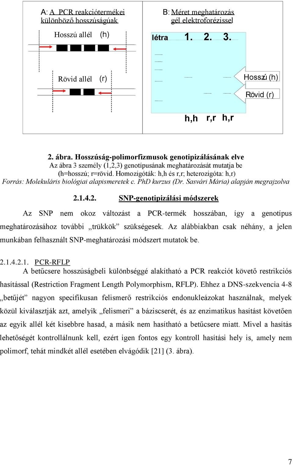 Hosszúság-polimorfizmusok genotipizálásának elve Az ábra 3 személy (1,2,3) genotípusának meghatározását mutatja be (h=hosszú; r=rövid.