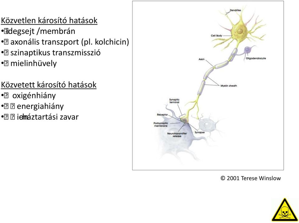 kolchicin) szinaptikus transzmisszió mielinhüvely