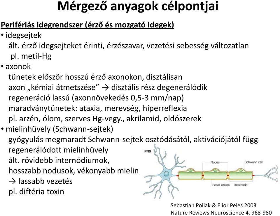 ataxia, merevség, hiperreflexia pl. arzén, ólom, szerves Hg-vegy.