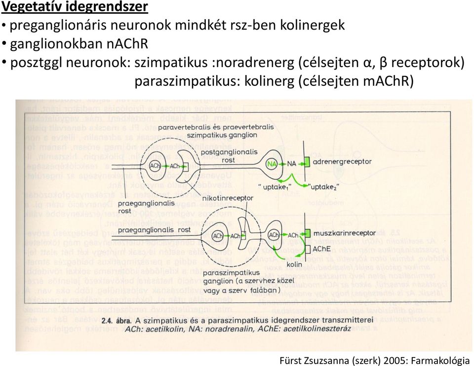 :noradrenerg (célsejten α, β receptorok) paraszimpatikus: