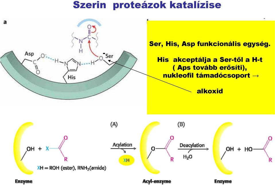 His akceptálja a Ser-től a H-t ( Aps