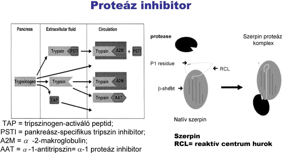 tripszin inhibítor; A2M = α -2-makroglobulin; AAT = α