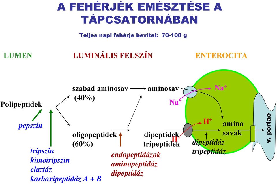 oligopeptidek dipeptidek H (60%) tripeptidek + tripszin endopeptidázok kimotripszin