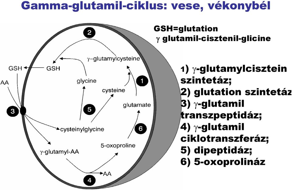 szintetáz; 2) glutation szintetáz 3) γ-glutamil