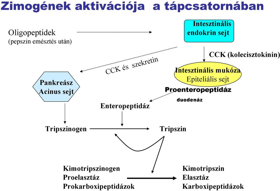 mukóza Epiteliális sejt Proenteropeptidáz duodenáz CCK (kolecisztokinin) Tripszinogen