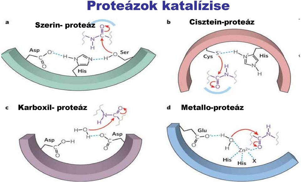 Cisztein-proteáz