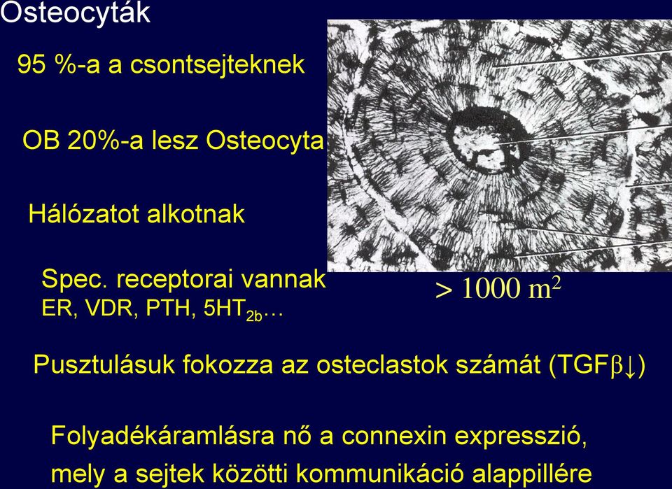 receptorai vannak ER, VDR, PTH, 5HT 2b > 1000 m 2 Pusztulásuk