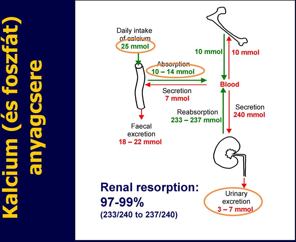 10 mmol 10 mmol Reabsorption 233 237 mmol Blood Secretion 240 mmol