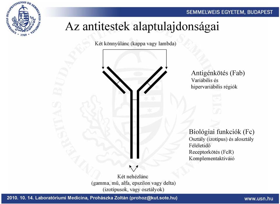 (Fc) Osztály (izotípus) és alosztály Féléletidő Receptorkötés (FcR)