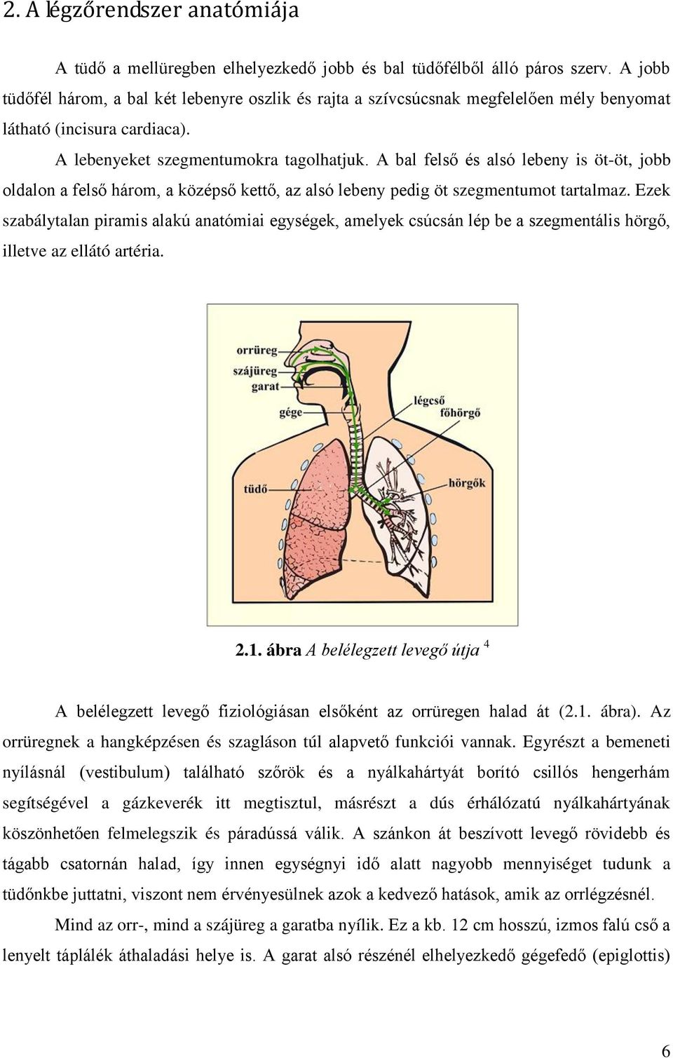 A bal felső és alsó lebeny is öt-öt, jobb oldalon a felső három, a középső kettő, az alsó lebeny pedig öt szegmentumot tartalmaz.