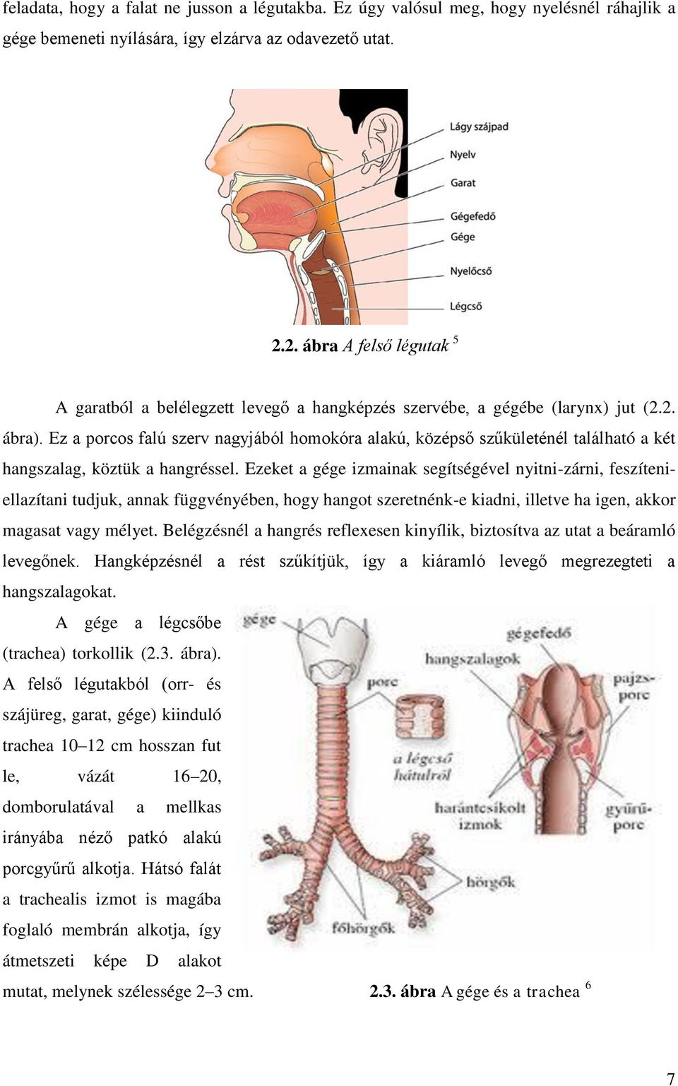 Ez a porcos falú szerv nagyjából homokóra alakú, középső szűkületénél található a két hangszalag, köztük a hangréssel.