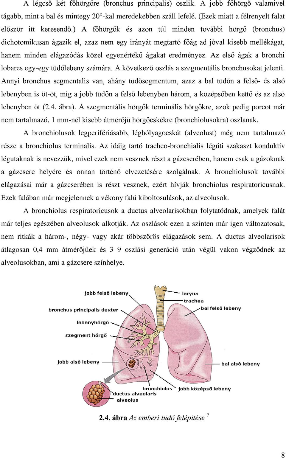 eredményez. Az első ágak a bronchi lobares egy-egy tüdőlebeny számára. A következő oszlás a szegmentális bronchusokat jelenti.