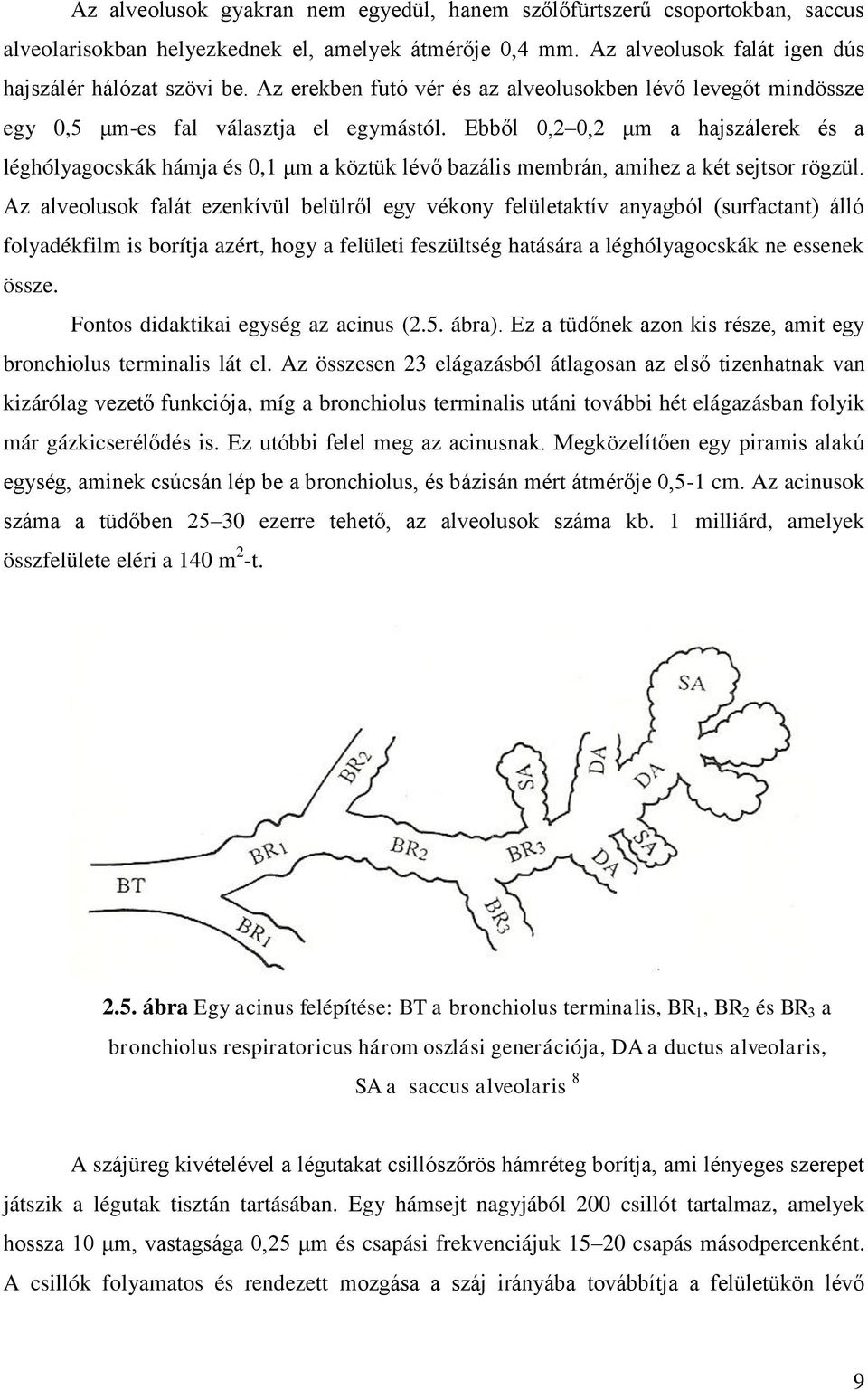 Ebből 0,2 0,2 μm a hajszálerek és a léghólyagocskák hámja és 0,1 μm a köztük lévő bazális membrán, amihez a két sejtsor rögzül.