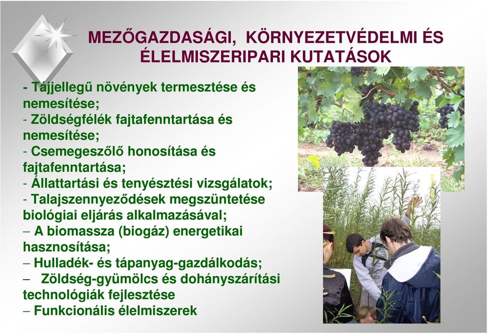 vizsgálatok; - Talajszennyeződések megszüntetése biológiai eljárás alkalmazásával; A biomassza (biogáz) energetikai