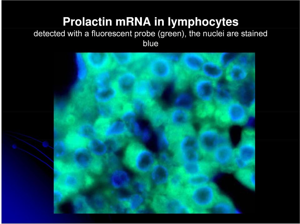 a fluorescent probe