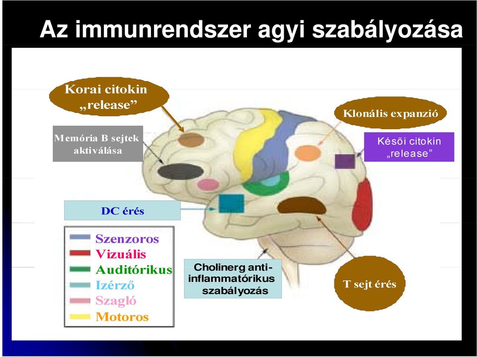 release DC érés Szenzoros Vizuális Auditórikus ik Izérző