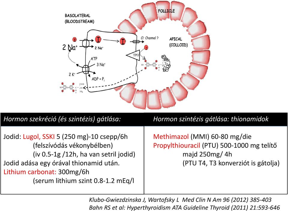 2 meq/l Hormon szintézis gátlása: thionamidok Methimazol(MMI) 60-80 mg/die Propylthiouracil(PTU) 500-1000 mg telítő majd 250mg/ 4h (PTU