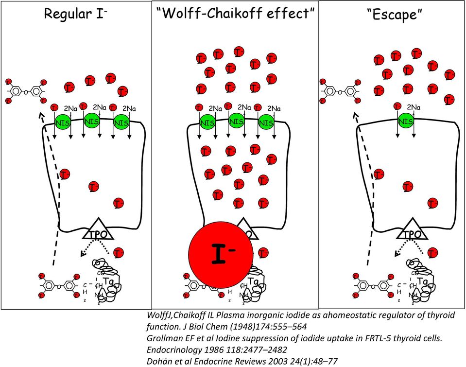 ahomeostaticregulator of thyroid function.