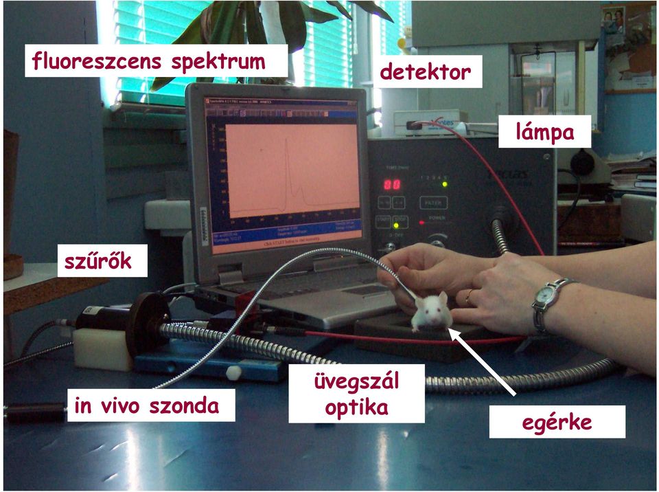 lámpa szőrık in vivo